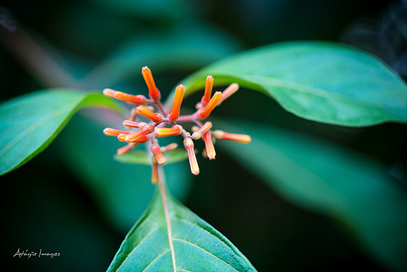 Victoria Butterfly Gardens