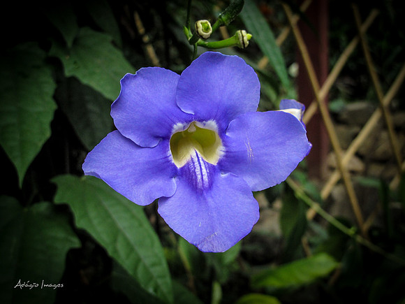 Victoria Butterfly Gardens
