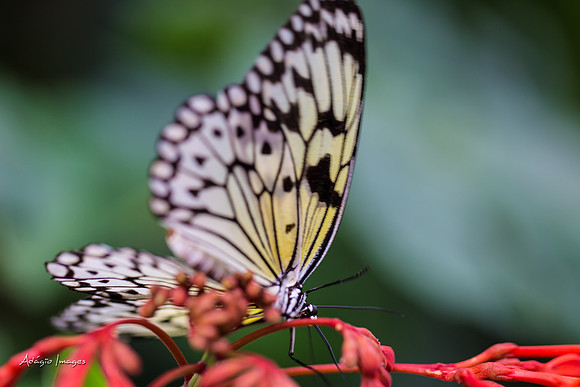 Victoria Butterfly Gardens