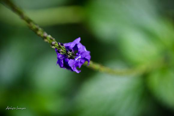 Victoria Butterfly Gardens