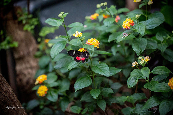 Victoria Butterfly Gardens
