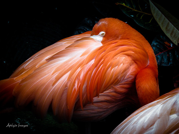Victoria Butterfly Gardens