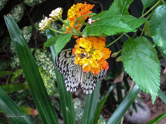 Victoria Butterfly Gardens