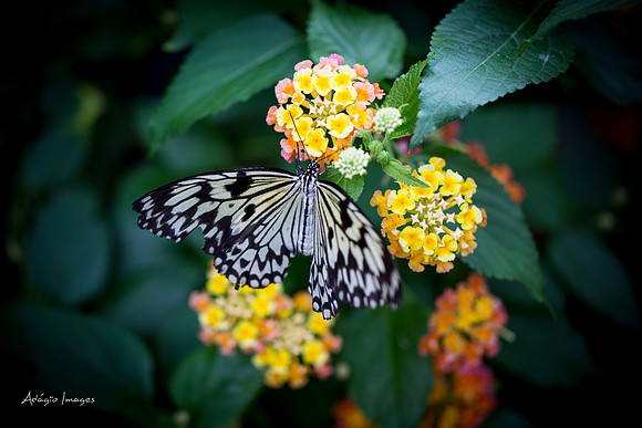 Victoria Butterfly Gardens