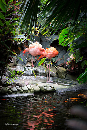 Victoria Butterfly Gardens