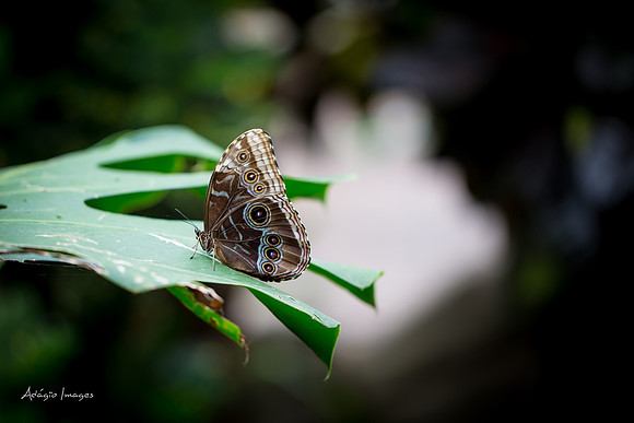 Victoria Butterfly Gardens