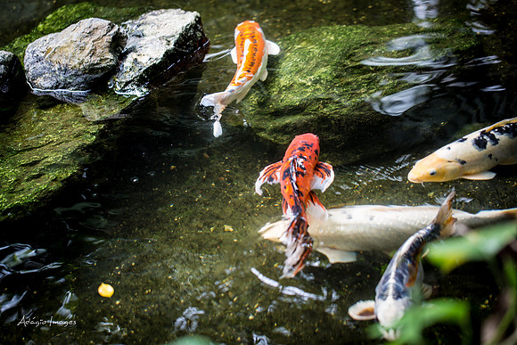 Victoria Butterfly Gardens