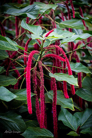 Victoria Butterfly Gardens