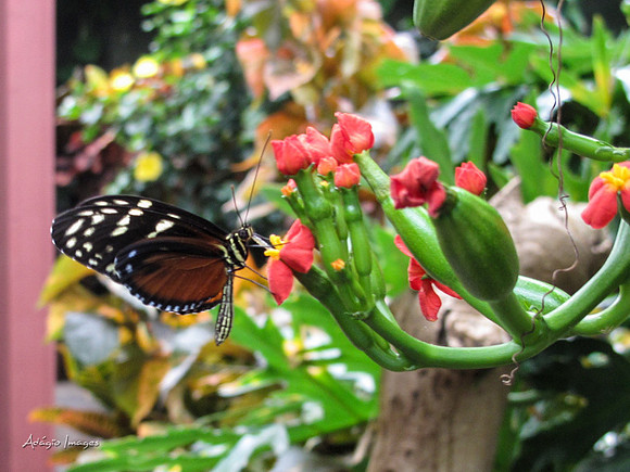 Victoria Butterfly Gardens