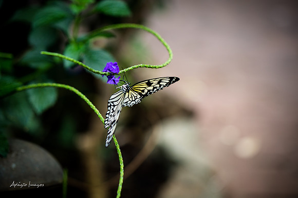 Victoria Butterfly Gardens