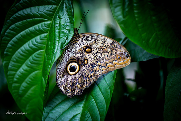Victoria Butterfly Gardens