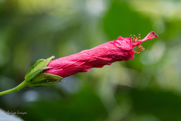 Victoria Butterfly Gardens