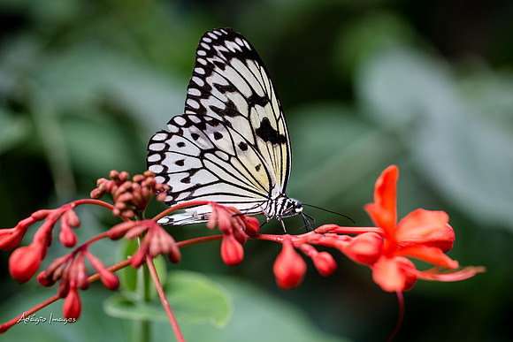 Victoria Butterfly Gardens