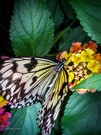 Victoria Butterfly Gardens