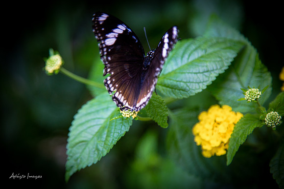 Victoria Butterfly Gardens