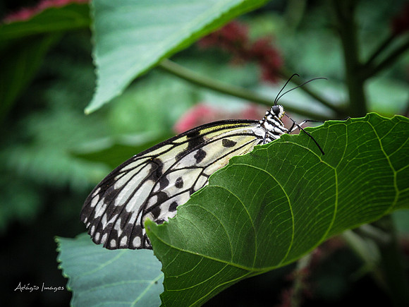 Victoria Butterfly Gardens