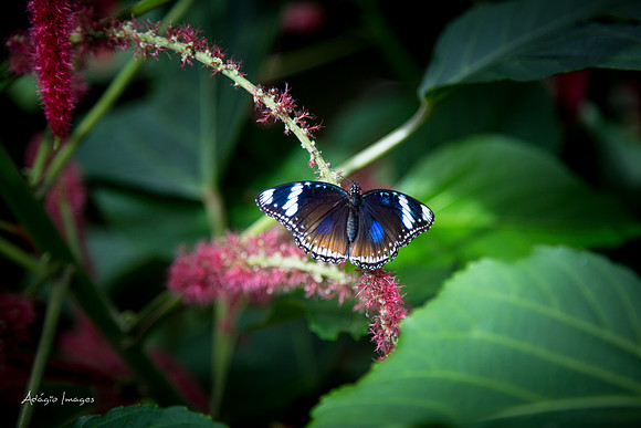Victoria Butterfly Gardens