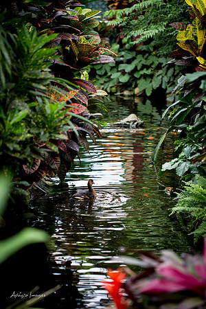 Victoria Butterfly Gardens