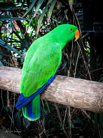 Victoria Butterfly Gardens