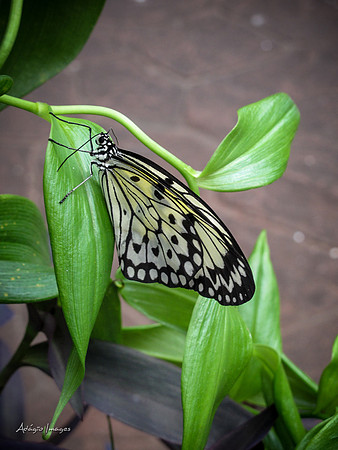 Victoria Butterfly Gardens
