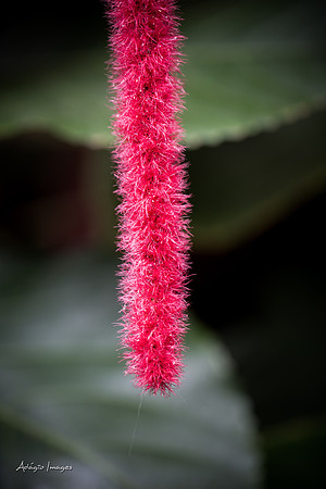 Victoria Butterfly Gardens