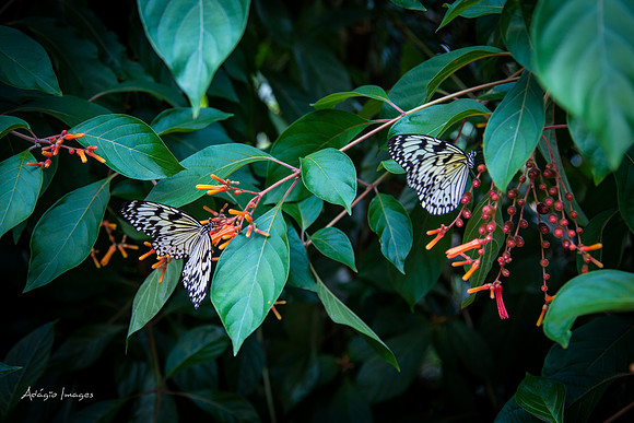 Victoria Butterfly Gardens