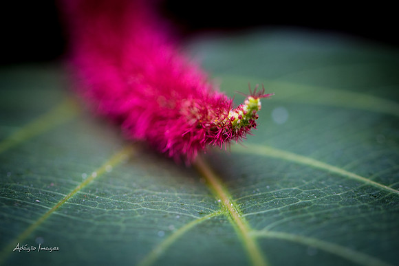 Victoria Butterfly Gardens