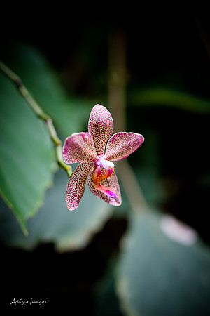 Victoria Butterfly Gardens