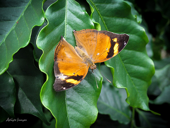 Victoria Butterfly Gardens