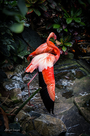 Victoria Butterfly Gardens