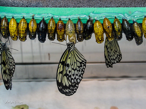 Victoria Butterfly Gardens