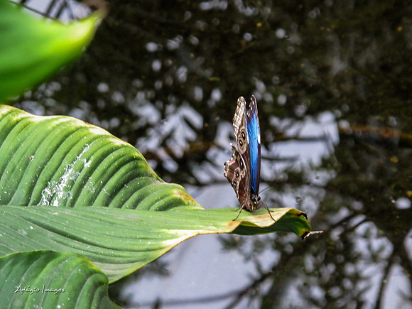 Victoria Butterfly Gardens