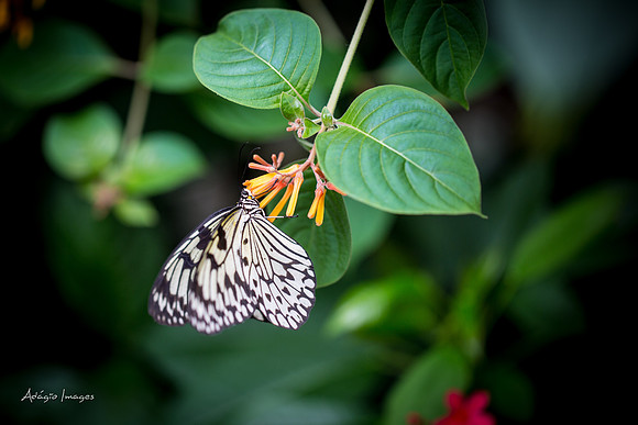 Victoria Butterfly Gardens