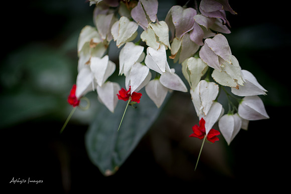 Victoria Butterfly Gardens