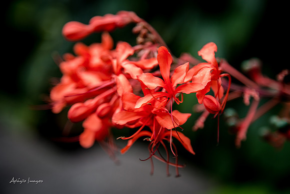 Victoria Butterfly Gardens
