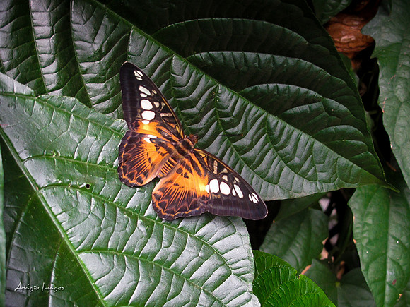 Victoria Butterfly Gardens