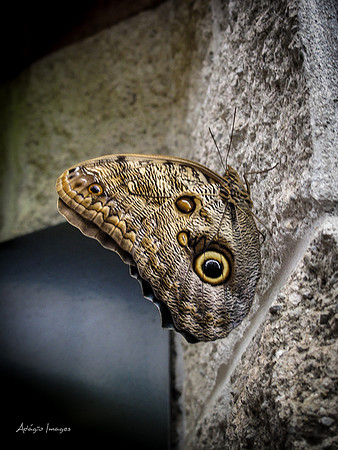 Victoria Butterfly Gardens