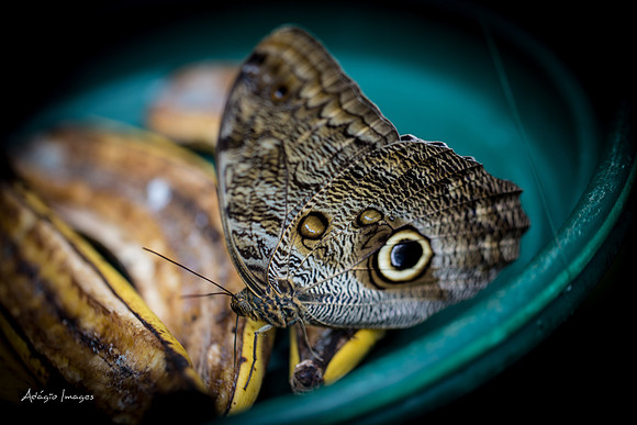 Victoria Butterfly Gardens