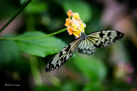 Victoria Butterfly Gardens