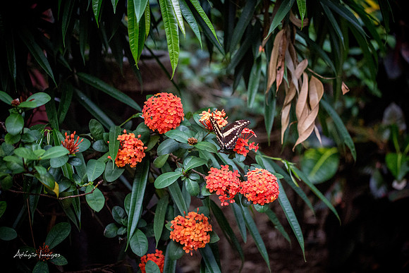 Victoria Butterfly Gardens
