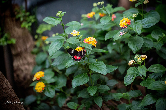 Victoria Butterfly Gardens
