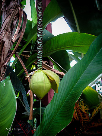 Victoria Butterfly Gardens