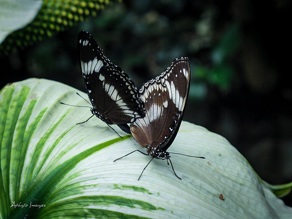 Victoria Butterfly Gardens