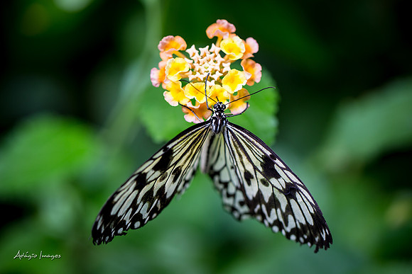 Victoria Butterfly Gardens