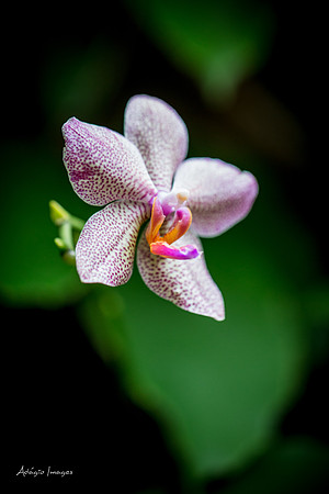 Victoria Butterfly Gardens