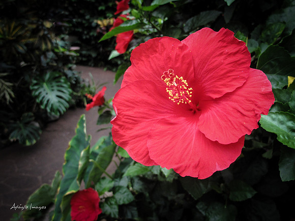 Victoria Butterfly Gardens