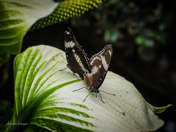 Victoria Butterfly Gardens