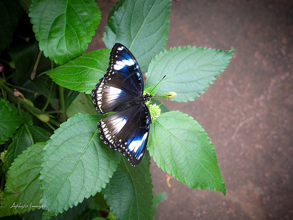 Victoria Butterfly Gardens