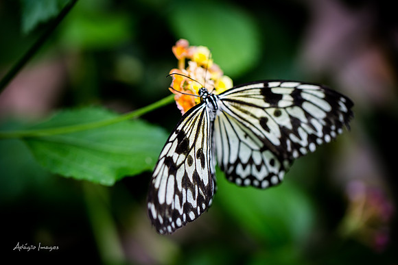 Victoria Butterfly Gardens