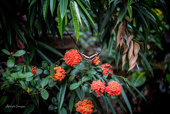 Victoria Butterfly Gardens